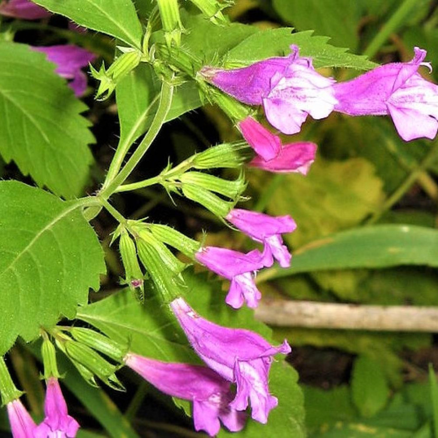 Plantes Vivaces CALAMINTHA grandiflora - Calament en vente - Thé de l'Aubrac en vente - Pépinière Lepage .