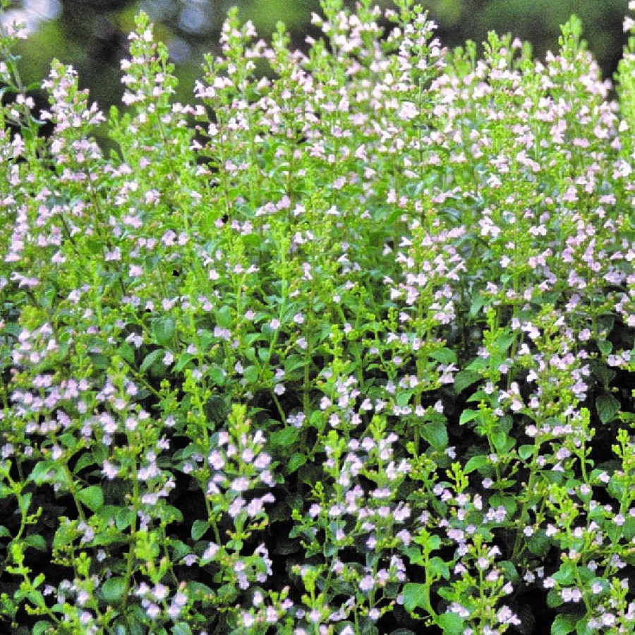 Plantes Vivaces CALAMINTHA nepeta 'Blue Cloud' - Calament en vente - Pépinière Lepage .