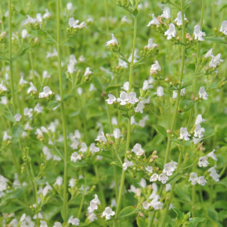 plantes-vivaces-calamintha-nepeta-triumphator-calament-a-fleurs-blanches-en-vente-pepiniere-lepage-