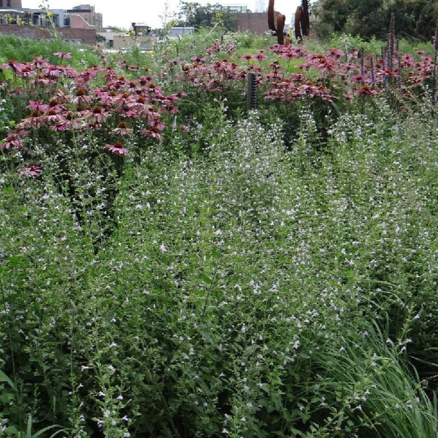 Plantes Vivaces CALAMINTHA nepeta 'Triumphator' - Calament à fleurs blanches en vente - Pépinière Lepage .