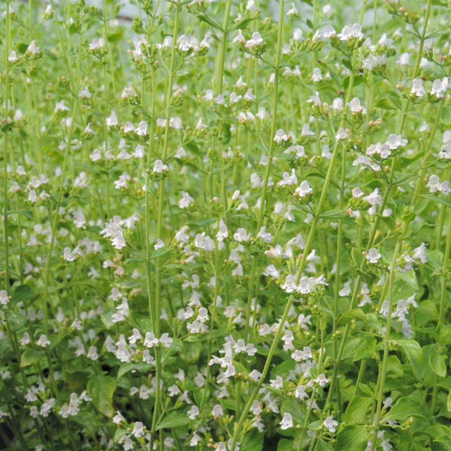 Plantes Vivaces CALAMINTHA nepeta 'Triumphator' - Calament à fleurs blanches en vente - Pépinière Lepage .