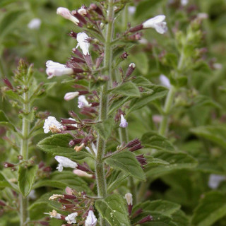 plantes-vivaces-calamintha-nepeta-c-brauneana-calament-en-vente-pepiniere-lepage-