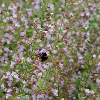 plantes-vivaces-calamintha-sylvatica-gottfried-kuhn-calament-en-vente-pepiniere-lepage-