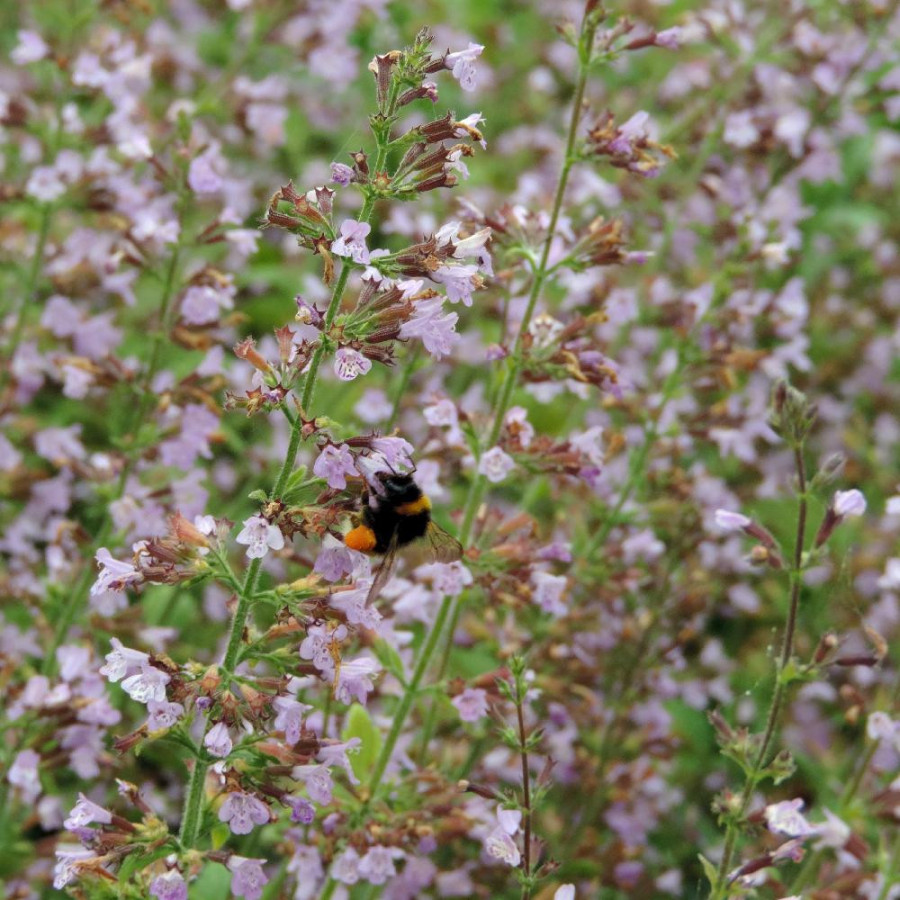 Plantes Vivaces CALAMINTHA sylvatica 'Gottfried Kühn' - Calament en vente - Pépinière Lepage .