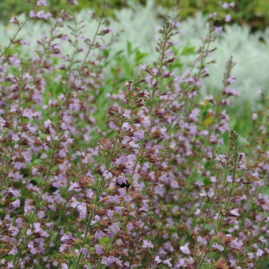 Plantes Vivaces CALAMINTHA sylvatica 'Gottfried Kühn' - Calament en vente - Pépinière Lepage .