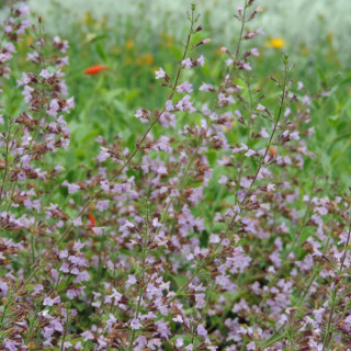 Plantes Vivaces CALAMINTHA sylvatica 'Gottfried Kühn' - Calament en vente - Pépinière Lepage .