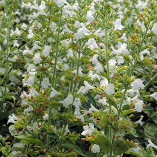 plantes-vivaces-calamintha-sylvatica-menthe-calament-en-vente-pepiniere-lepage-