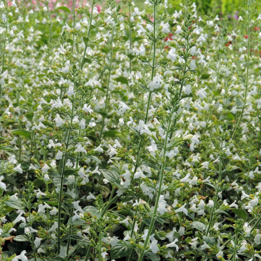 Plantes Vivaces CALAMINTHA sylvatica 'Menthe' - Calament en vente - Pépinière Lepage .