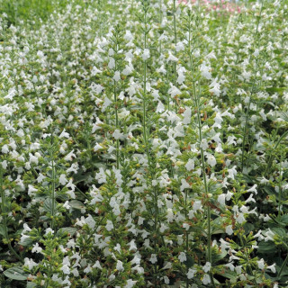 Plantes Vivaces CALAMINTHA sylvatica 'Menthe' - Calament en vente - Pépinière Lepage .