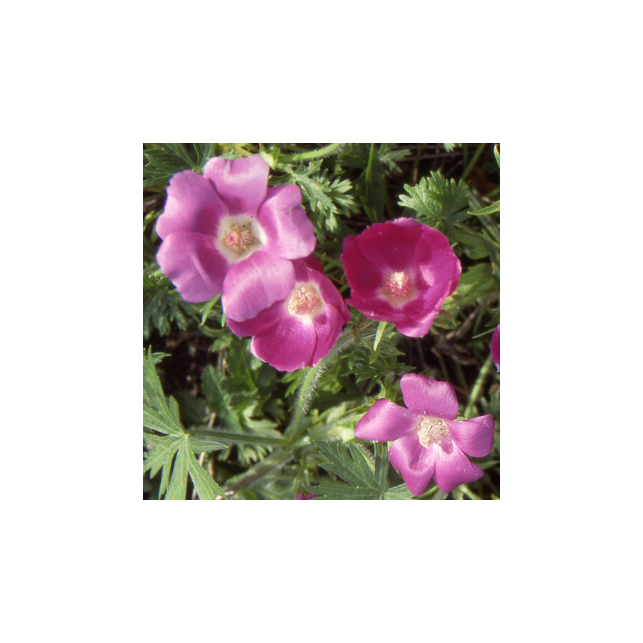 plantes-vivaces-callirhoe-involucrata-mauve-pavot-en-vente-pepiniere-lepage-