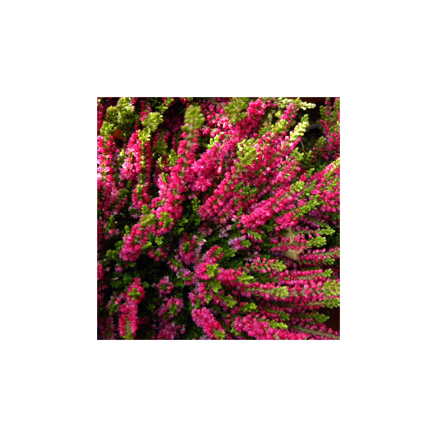 plantes-vivaces-calluna-vulgaris-dart-s-beauty-callune-en-vente-bruyere-commune-en-vente-pepiniere-lepage-