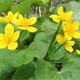 plantes-vivaces-caltha-palustris-populage-des-marais-en-vente-souci-d-eau-en-vente-pepiniere-lepage-