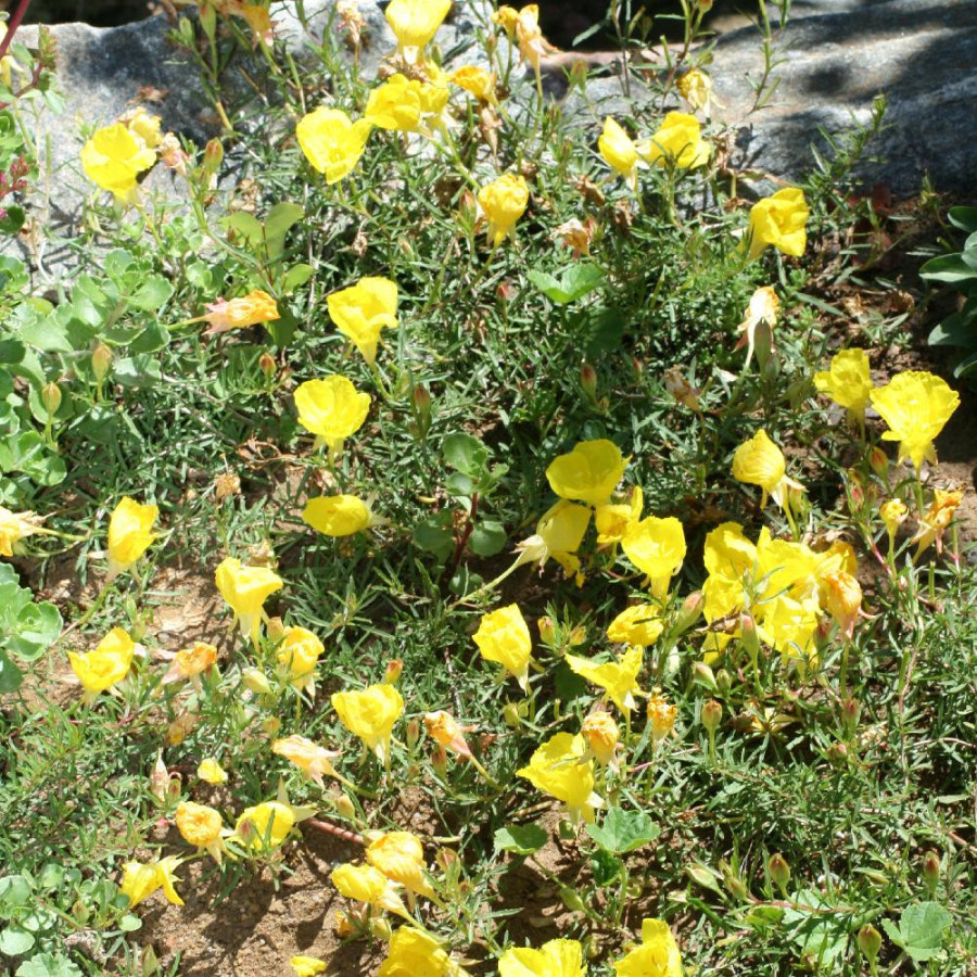 CALYLOPHUS serrulatus