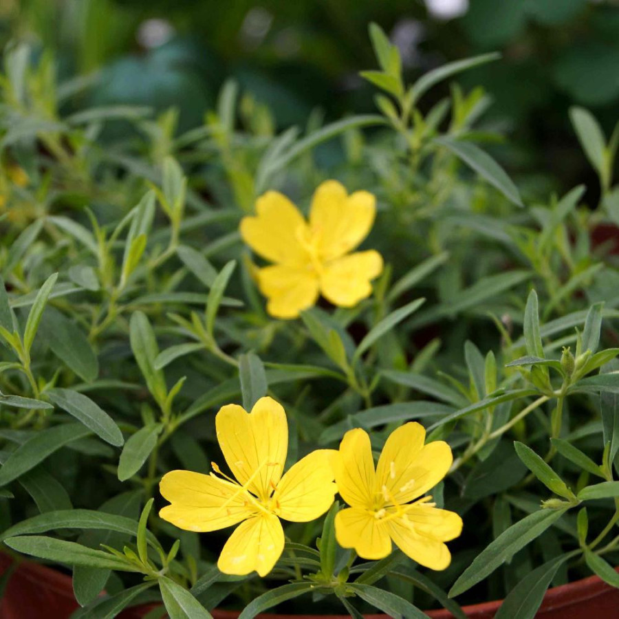 CALYLOPHUS serrulatus