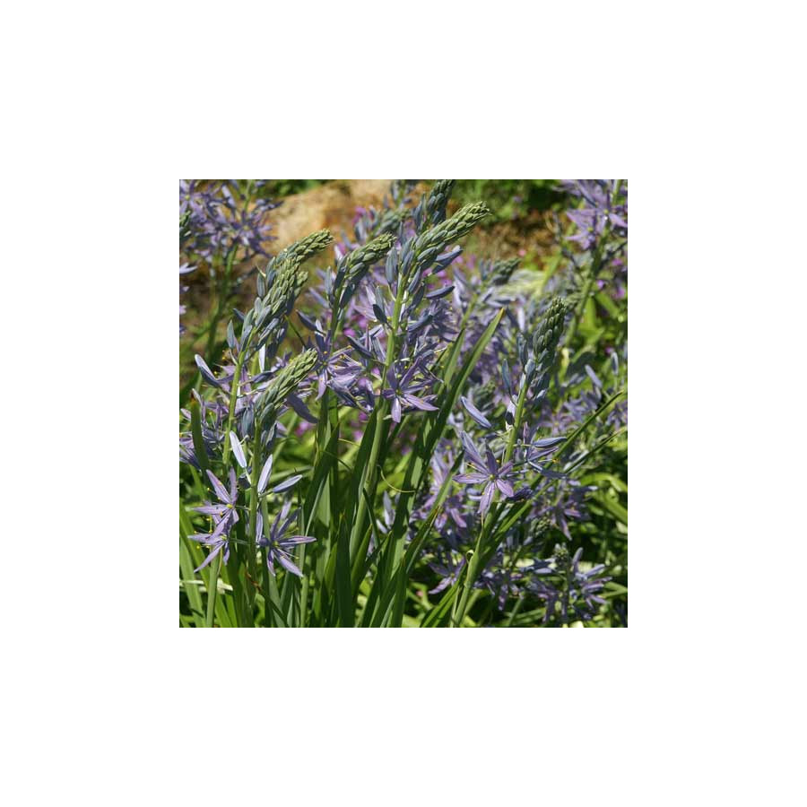 plantes-vivaces-camassia-leichtlinii-caerulea-quamash-en-vente-pepiniere-lepage-