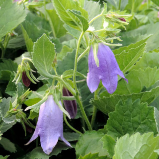 plantes-vivaces-campanula-sarastro-campanule-en-vente-pepiniere-lepage-