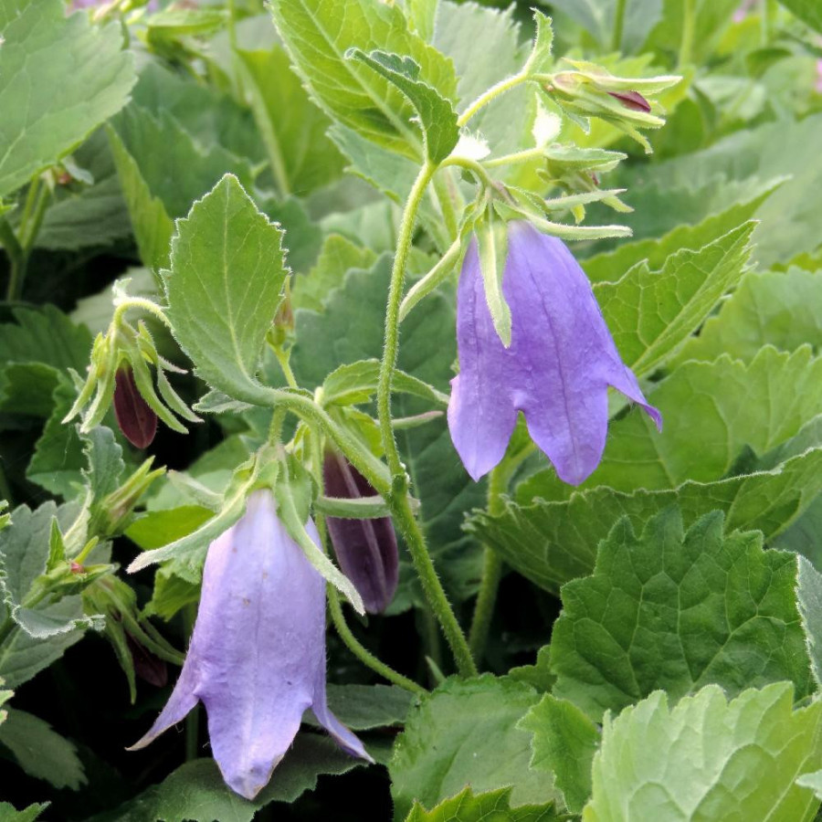 Plantes Vivaces CAMPANULA 'Sarastro' - Campanule en vente - Pépinière Lepage .