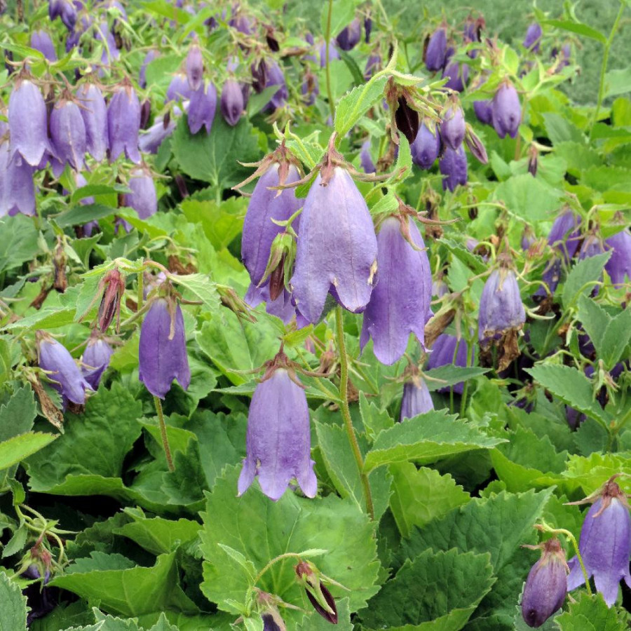 Plantes Vivaces CAMPANULA 'Sarastro' - Campanule en vente - Pépinière Lepage .