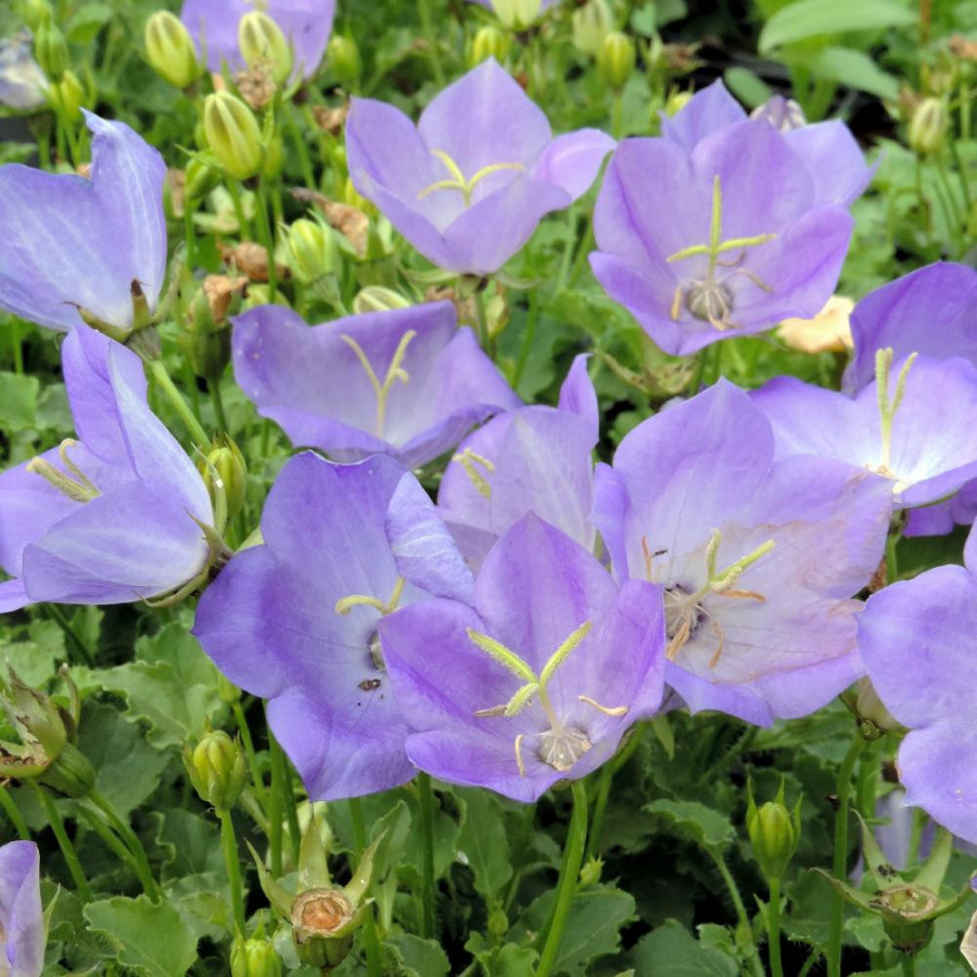 Plantes Vivaces CAMPANULA carpatica - Campanule naine des Carpates en vente - Pépinière Lepage .