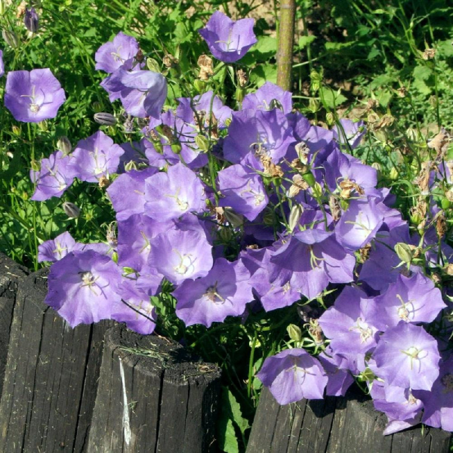 Plantes Vivaces CAMPANULA carpatica - Campanule naine des Carpates en vente - Pépinière Lepage .