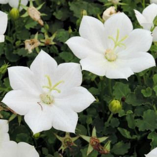 plantes-vivaces-campanula-carpatica-alba-campanule-naine-des-carpates-en-vente-pepiniere-lepage-