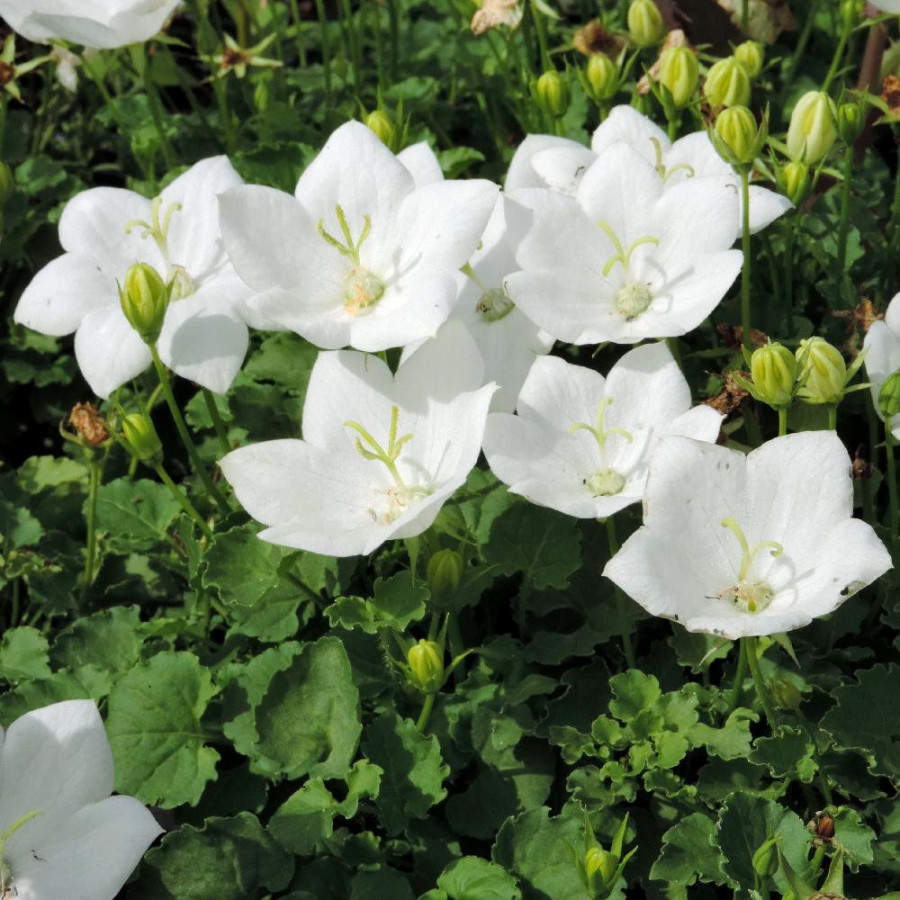 Plantes Vivaces CAMPANULA carpatica 'Alba' - Campanule naine des Carpates en vente - Pépinière Lepage .
