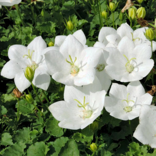 Plantes Vivaces CAMPANULA carpatica 'Alba' - Campanule naine des Carpates en vente - Pépinière Lepage .