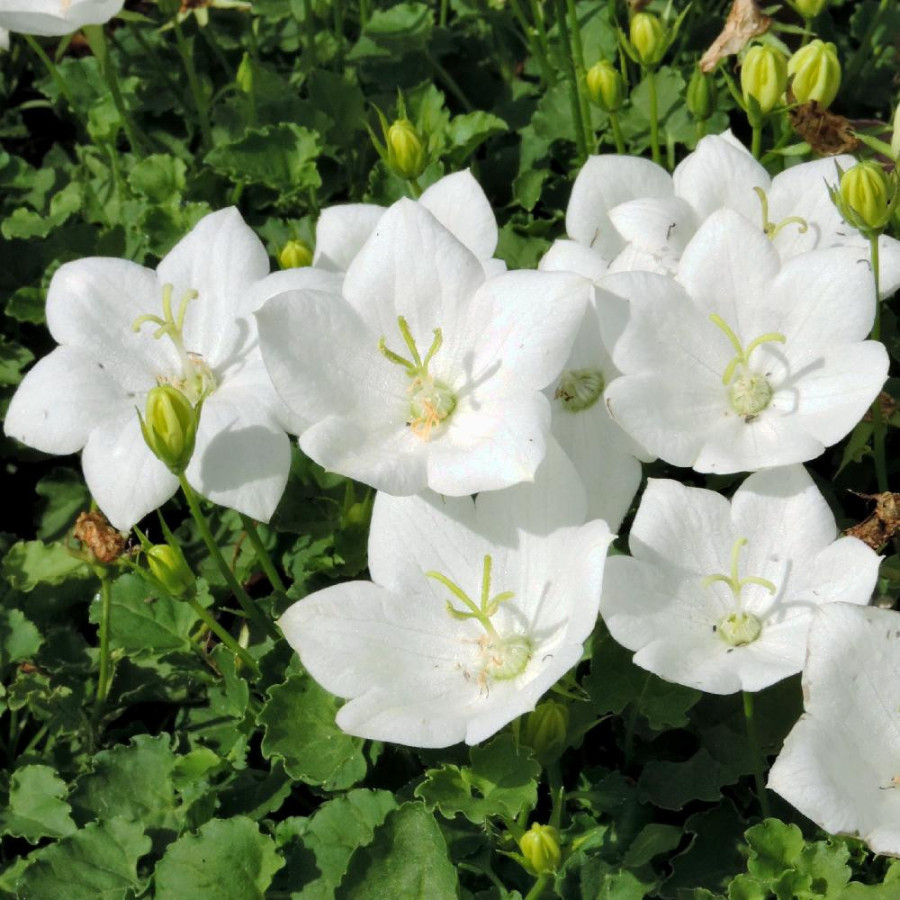 Plantes Vivaces CAMPANULA carpatica 'Alba' - Campanule naine des Carpates en vente - Pépinière Lepage .