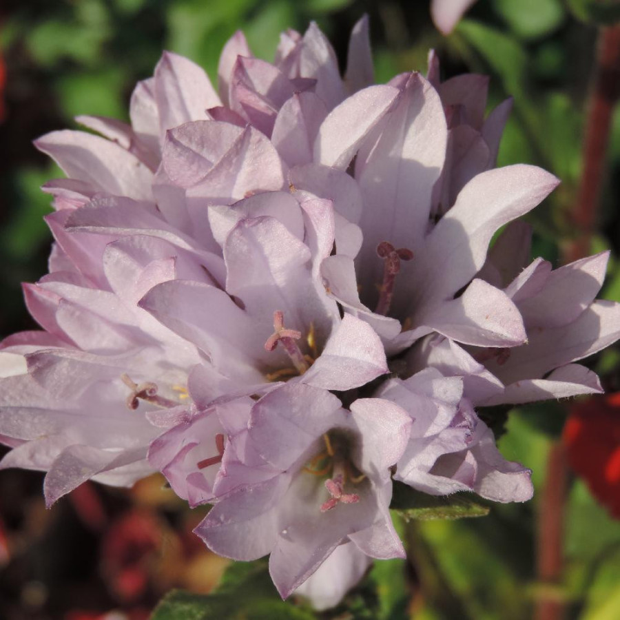 Plantes Vivaces CAMPANULA glomerata 'Caroline' - Campanule à Bouquets en vente - Pépinière Lepage .