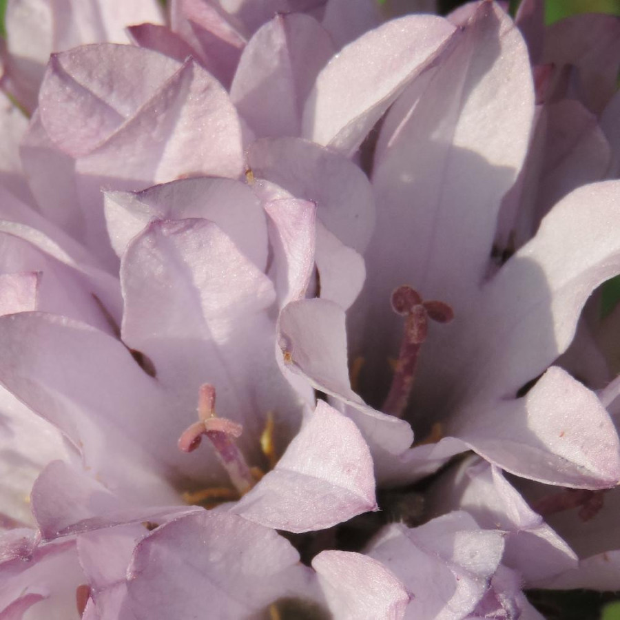 Plantes Vivaces CAMPANULA glomerata 'Caroline' - Campanule à Bouquets en vente - Pépinière Lepage .