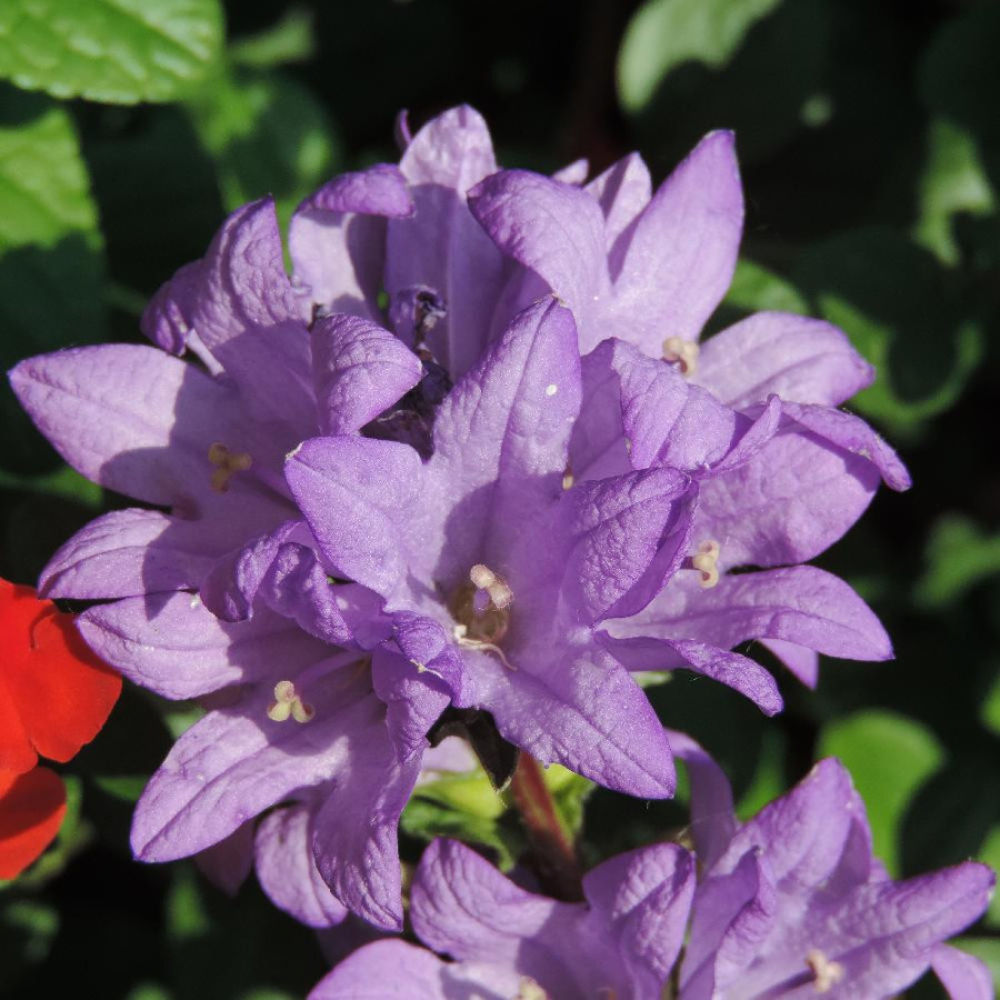 Plantes Vivaces CAMPANULA glomerata 'Freya' - Campanule à Bouquets en vente - Pépinière Lepage .