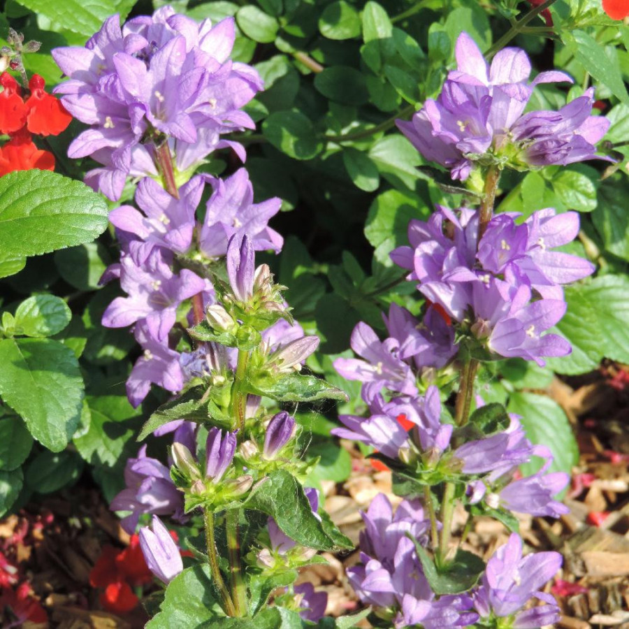 Plantes Vivaces CAMPANULA glomerata 'Freya' - Campanule à Bouquets en vente - Pépinière Lepage .