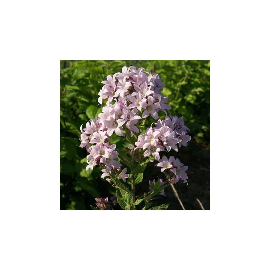 Plantes Vivaces CAMPANULA lactiflora 'Loddon Anna' - Campanule en vente - Pépinière Lepage .