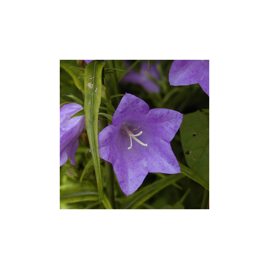 plantes-vivaces-campanula-persicifolia-campanule-a-feuilles-de-pecher-en-vente-pepiniere-lepage-