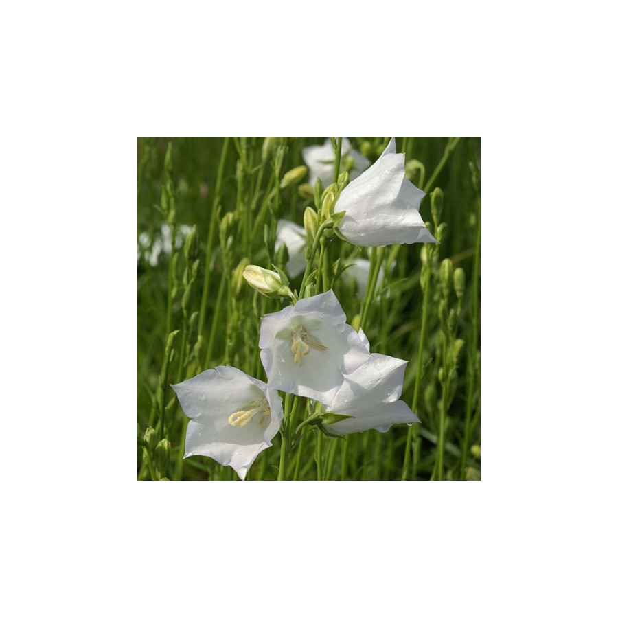 Plantes Vivaces CAMPANULA persicifolia 'Alba' - Campanule à feuilles de pêcher en vente - Pépinière Lepage .