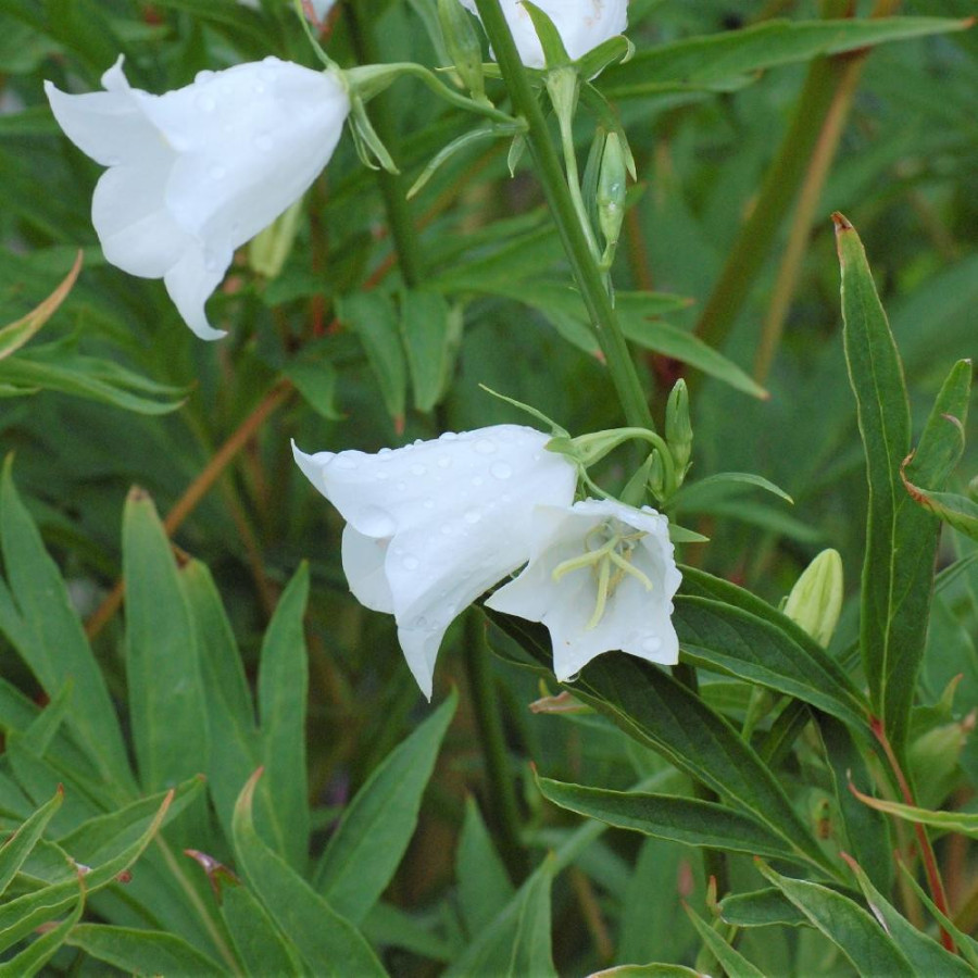 Plantes Vivaces CAMPANULA persicifolia 'Alba' - Campanule à feuilles de pêcher en vente - Pépinière Lepage .