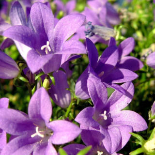 plantes-vivaces-campanula-portenschlagiana-muralis-campanule-des-murs-en-vente-pepiniere-lepage-