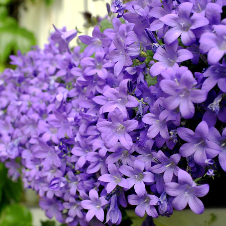 Plantes Vivaces CAMPANULA portenschlagiana (muralis) - campanule des murs en vente - Pépinière Lepage .