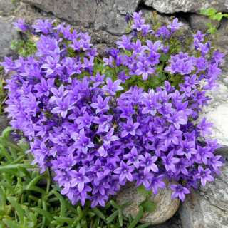 Plantes Vivaces CAMPANULA portenschlagiana (muralis) - campanule des murs en vente - Pépinière Lepage .
