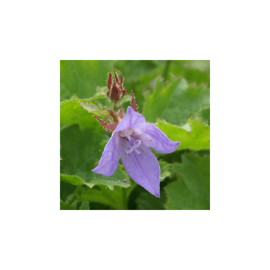 Plantes Vivaces CAMPANULA poscharskyana - Campanule des murets en vente - Pépinière Lepage .