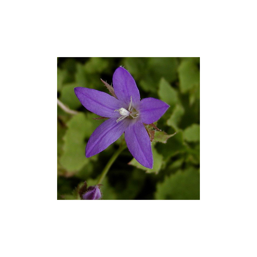 Plantes Vivaces CAMPANULA poscharskyana 'Blauranke' - Campanule des murets en vente - Pépinière Lepage .