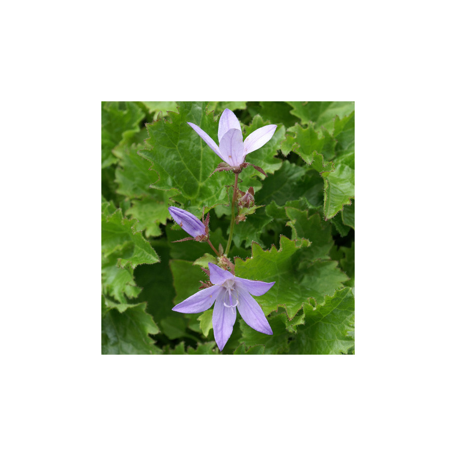 Plantes Vivaces CAMPANULA poscharskyana 'Blauranke' - Campanule des murets en vente - Pépinière Lepage .