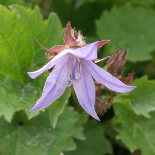 Plantes Vivaces CAMPANULA poscharskyana 'Blauranke' - Campanule des murets en vente - Pépinière Lepage .