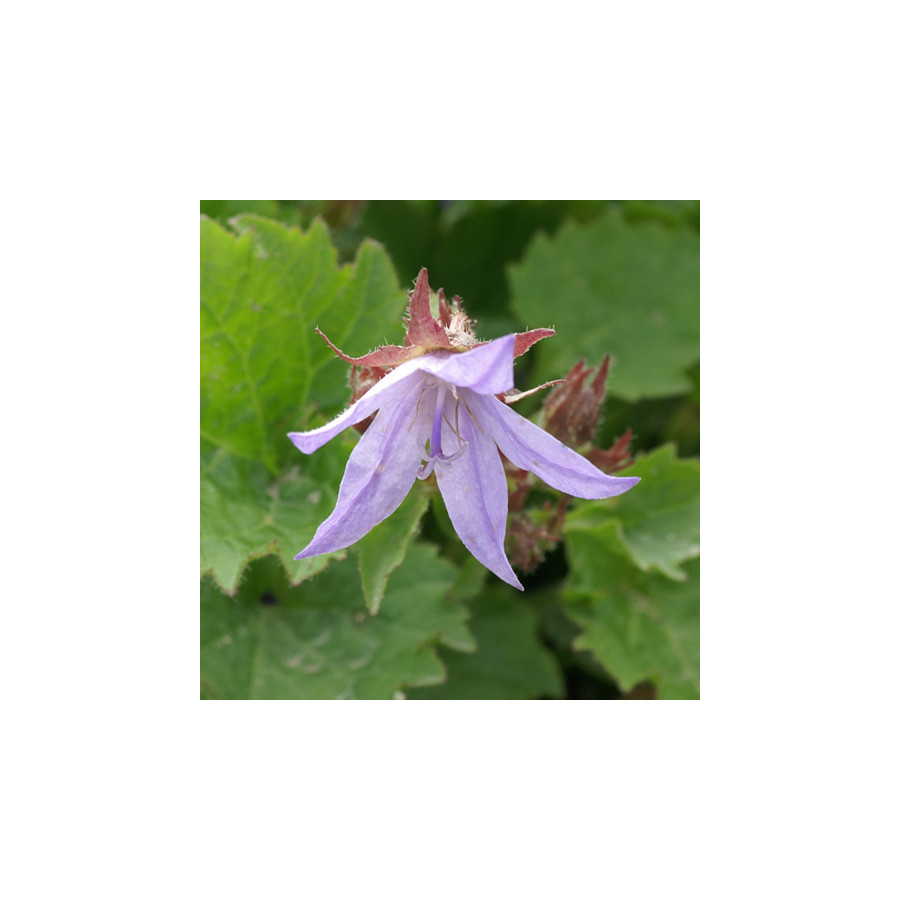 Plantes Vivaces CAMPANULA poscharskyana 'Blauranke' - Campanule des murets en vente - Pépinière Lepage .