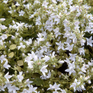 plantes-vivaces-campanula-poscharskyana-ehfrost-campanule-des-murets-en-vente-pepiniere-lepage-