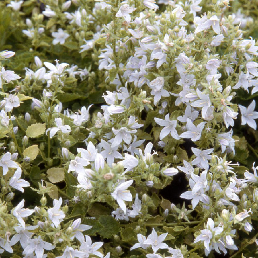 Plantes Vivaces CAMPANULA poscharskyana 'E.H.Frost' - Campanule des murets en vente - Pépinière Lepage .