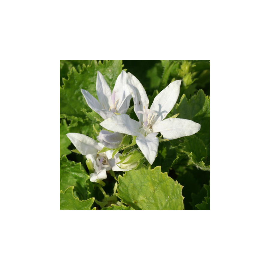 Plantes Vivaces CAMPANULA poscharskyana 'E.H.Frost' - Campanule des murets en vente - Pépinière Lepage .