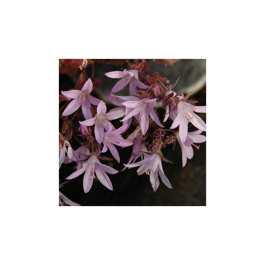 Plantes Vivaces CAMPANULA poscharskyana 'Lisduggan Variety' - Campanule des murets en vente - Pépinière Lepage .