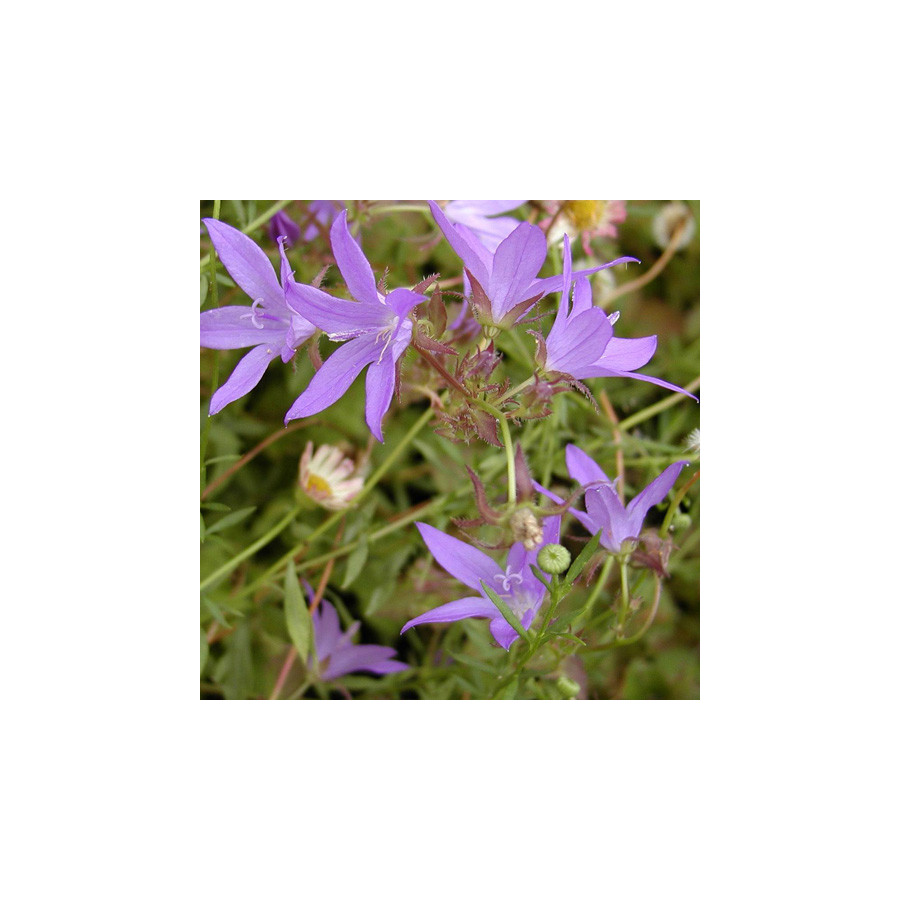 Plantes Vivaces CAMPANULA poscharskyana 'Lisduggan Variety' - Campanule des murets en vente - Pépinière Lepage .