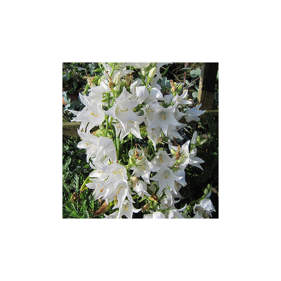 plantes-vivaces-campanula-pyramidalis-alba-campanule-pyramidale-en-vente-pepiniere-lepage-